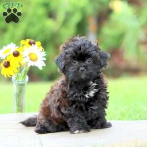 Minty, Shih-Poo Puppy