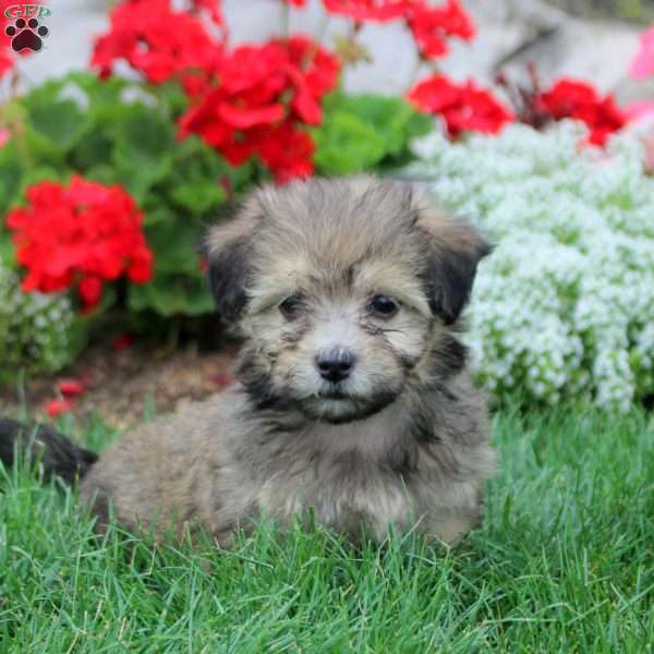 Mira, Havanese Puppy