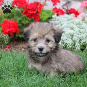 Mira, Havanese Puppy