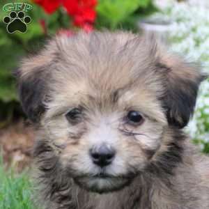 Mira, Havanese Puppy
