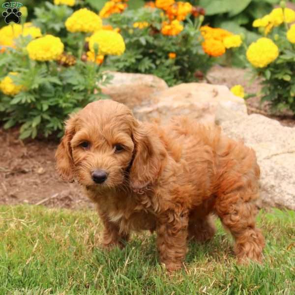 Miranda, Cockapoo Puppy