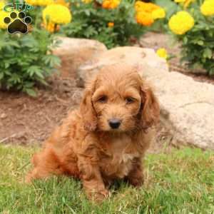 Miranda, Cockapoo Puppy