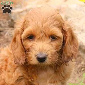 Miranda, Cockapoo Puppy