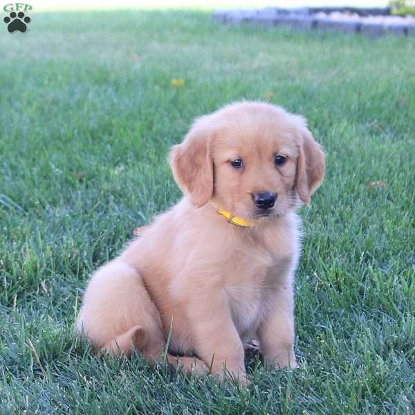 Misha, Golden Retriever Puppy