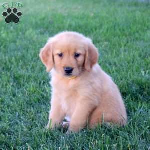 Misha, Golden Retriever Puppy
