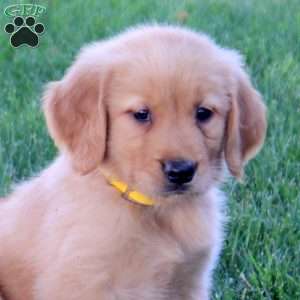 Misha, Golden Retriever Puppy