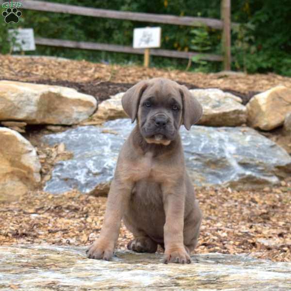 Missy, Cane Corso Puppy