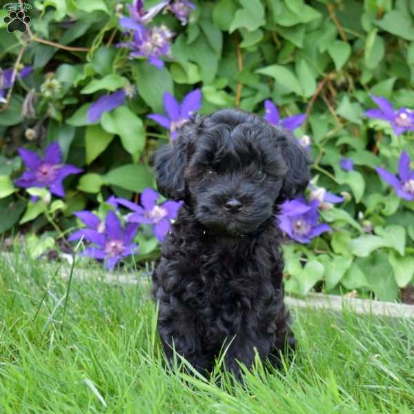 Missy, Cavapoo Puppy