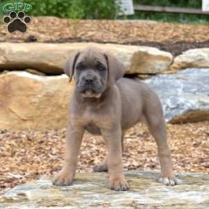 Missy, Cane Corso Puppy