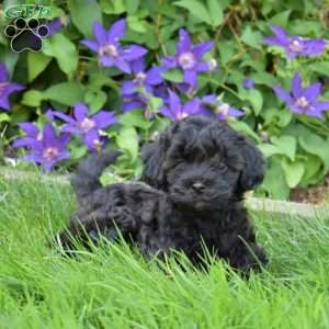 Missy, Cavapoo Puppy