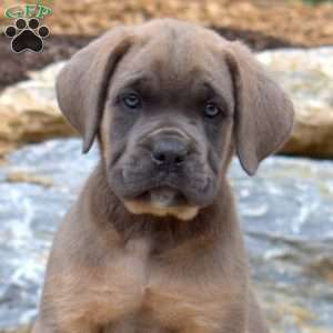 Missy, Cane Corso Puppy