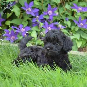 Missy, Cavapoo Puppy