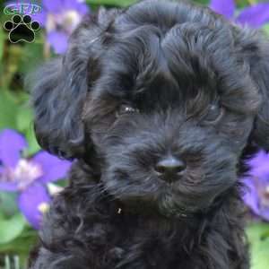 Missy, Cavapoo Puppy