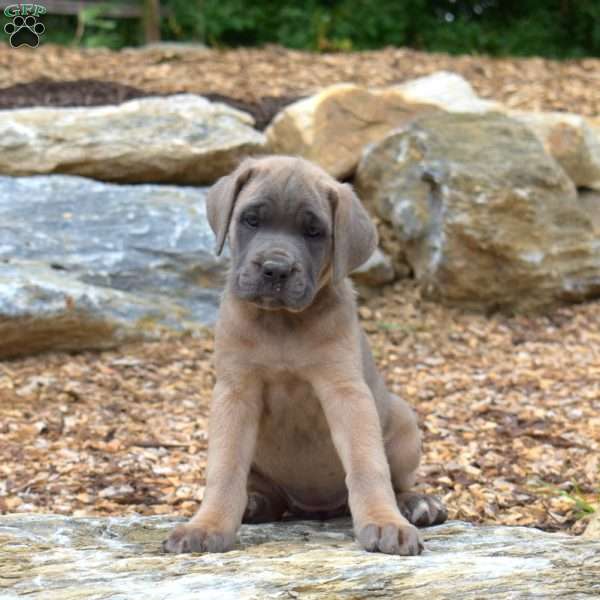 Misty, Cane Corso Puppy