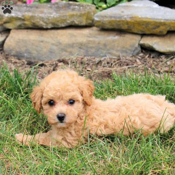 Misty, Bich-Poo Puppy