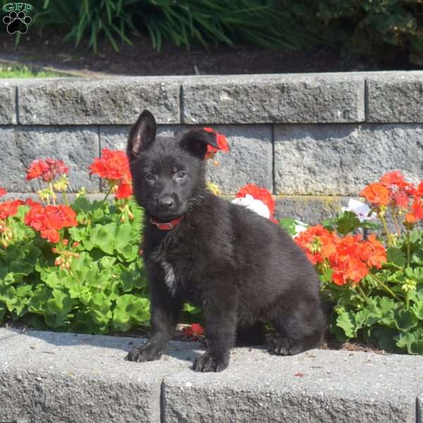 Misty, German Shepherd Puppy