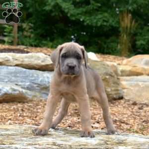 Misty, Cane Corso Puppy