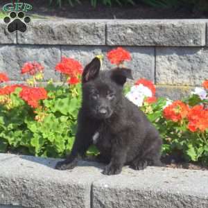 Misty, German Shepherd Puppy