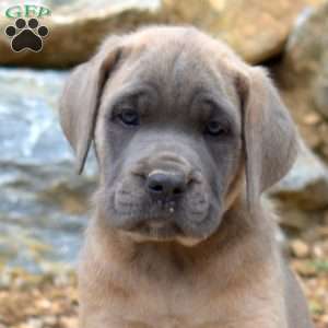 Misty, Cane Corso Puppy