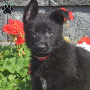 Misty, German Shepherd Puppy