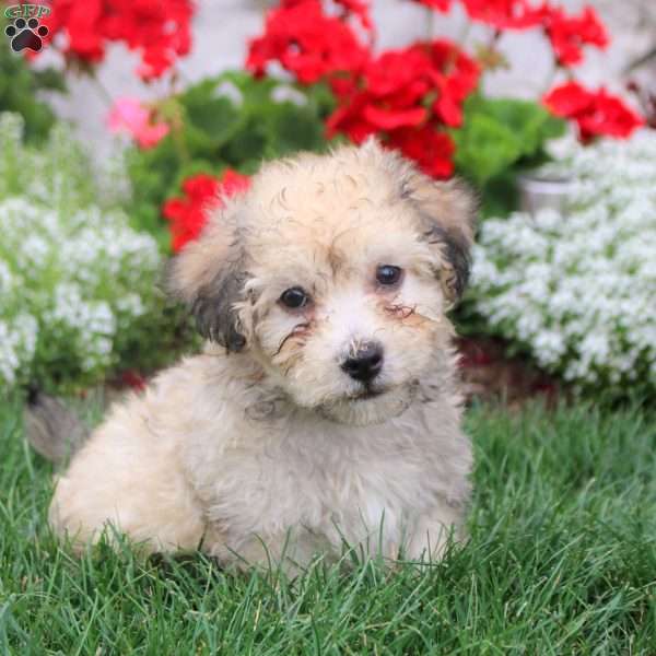 Mitch, Havanese Puppy