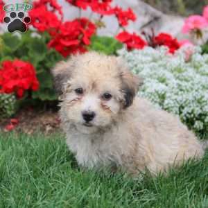 Mitch, Havanese Puppy