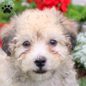 Mitch, Havanese Puppy