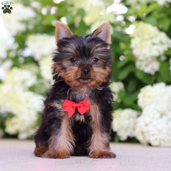 Mitchell, Yorkie Puppy