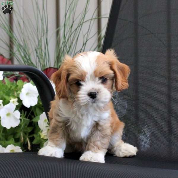 Mitchell, Miniature Poodle Mix Puppy