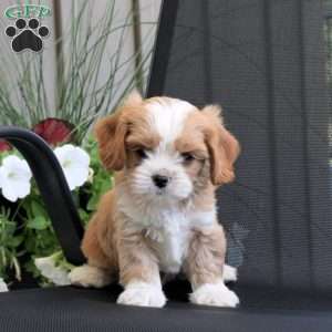 Mitchell, Miniature Poodle Mix Puppy
