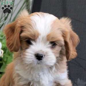 Mitchell, Miniature Poodle Mix Puppy