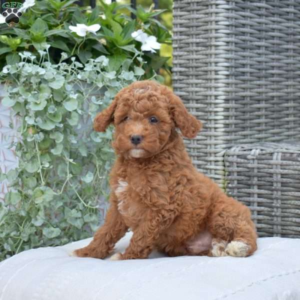 Mittens, Cavapoo Puppy