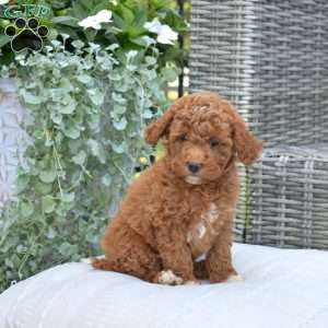 Mittens, Cavapoo Puppy