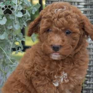 Mittens, Cavapoo Puppy