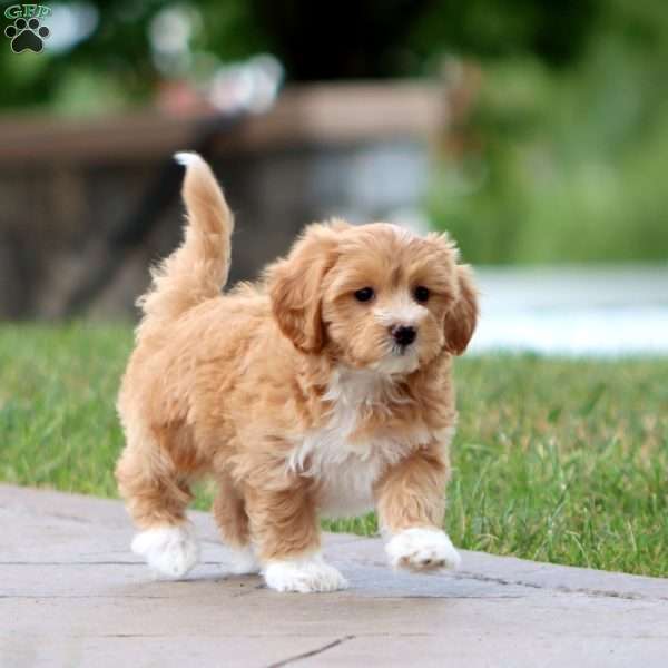 Mitzy, Maltipoo Puppy