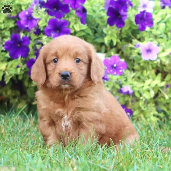 Mitzy, Goldendoodle Puppy