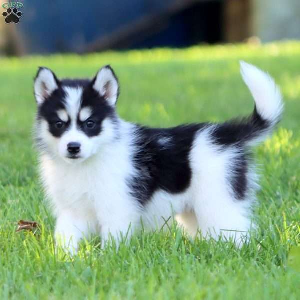 Mitzy, Pomsky Puppy