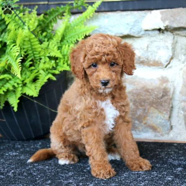 Mitzy, Miniature Poodle Puppy