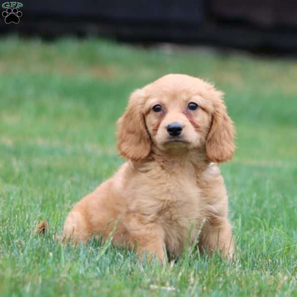 Mitzy, Miniature Golden Retriever Puppy
