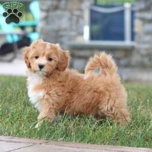 Mitzy, Maltipoo Puppy