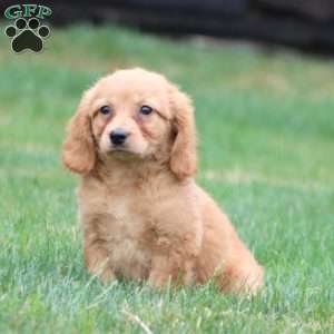 Mitzy, Miniature Golden Retriever Puppy