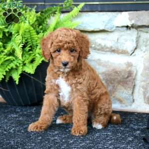 Mitzy, Miniature Poodle Puppy