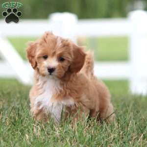 Mitzy, Maltipoo Puppy