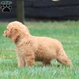 Mitzy, Miniature Golden Retriever Puppy