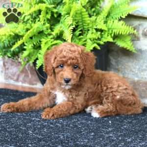 Mitzy, Miniature Poodle Puppy