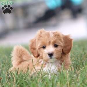 Mitzy, Maltipoo Puppy