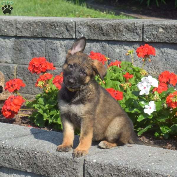 Mocha, German Shepherd Puppy