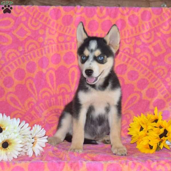 Mocha, Pomsky Puppy