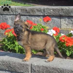 Mocha, German Shepherd Puppy