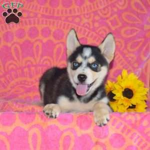 Mocha, Pomsky Puppy